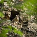Squirrel 2, Munzur Valley National Park, Tunceli, Turkey